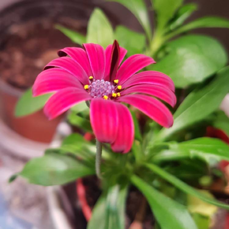 Plant image Osteospermum 'Serenity Red'