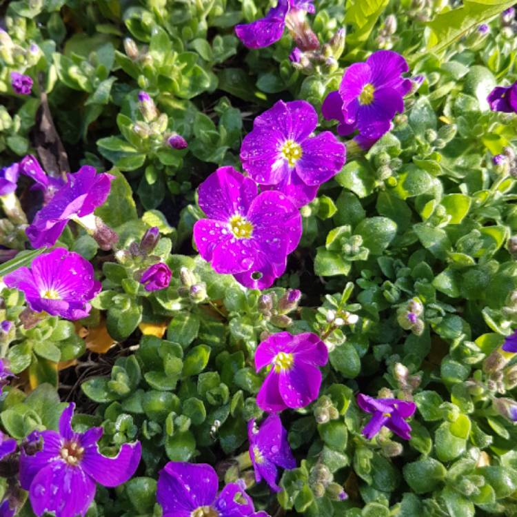 Plant image Aubrieta gracilis 'Kitte Blue'