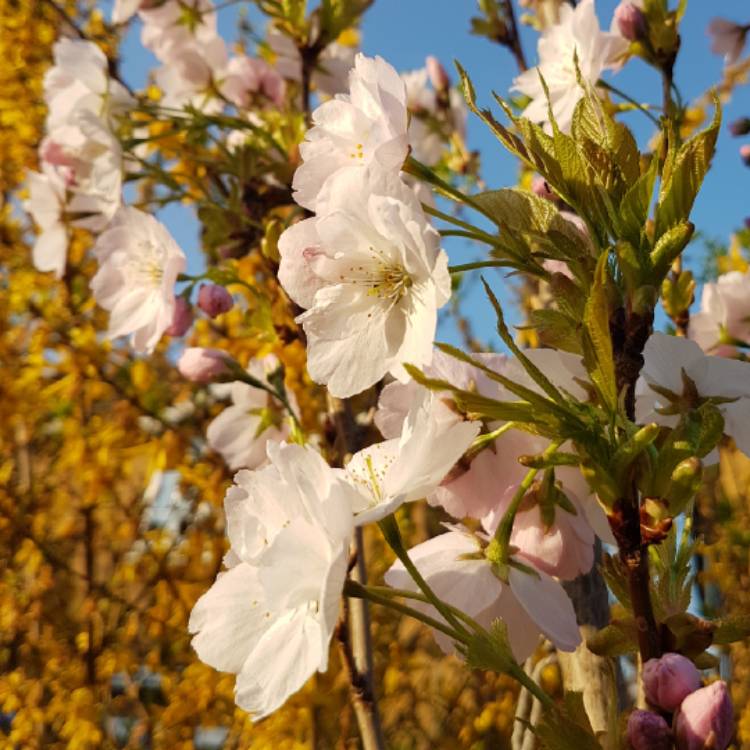 Plant image Prunus Serrulata 'Amanogawa'