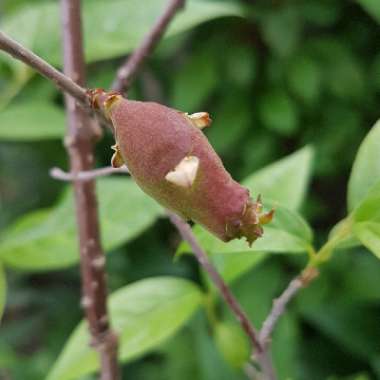 Chimonanthus Praecox