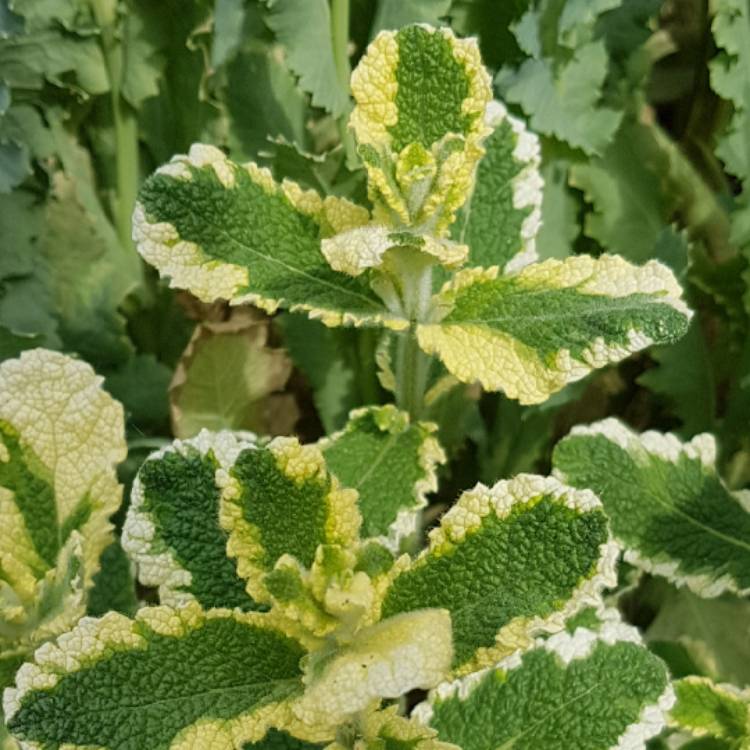 Plant image Mentha suaveolens