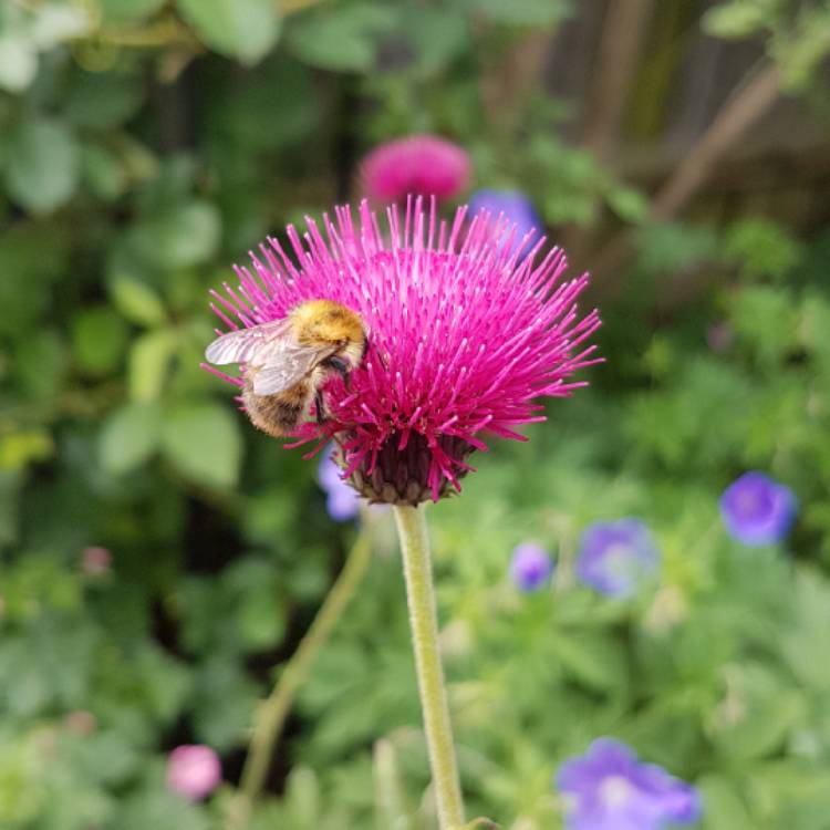 Plant image Cirsium rivulare 'Trevor's Blue Wonder'