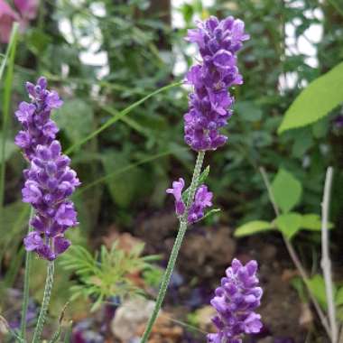 Lavandula angustifolia 'Imperial Gem'