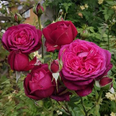 Rosa 'Tan04179' syn. Rosa 'Pure Poetry'