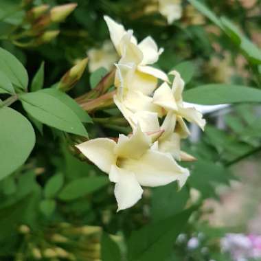 Jasminum officinale affine 'Clotted cream' (Devon Cream)