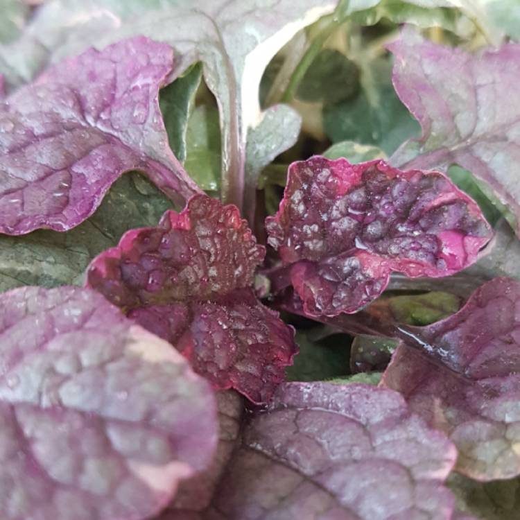 Plant image Ajuga reptans 'Variegata'