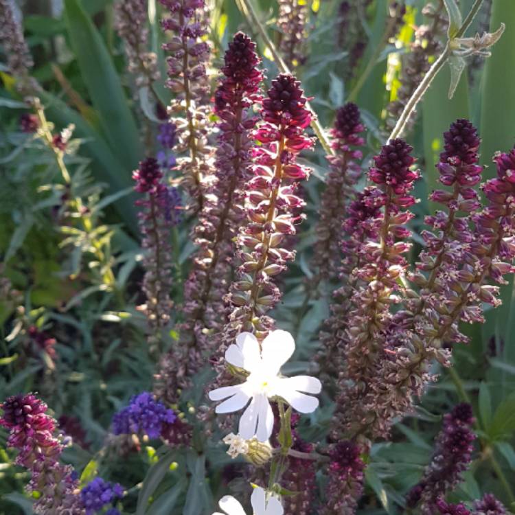 Plant image Lysimachia atropurpurea 'Beaujolais'