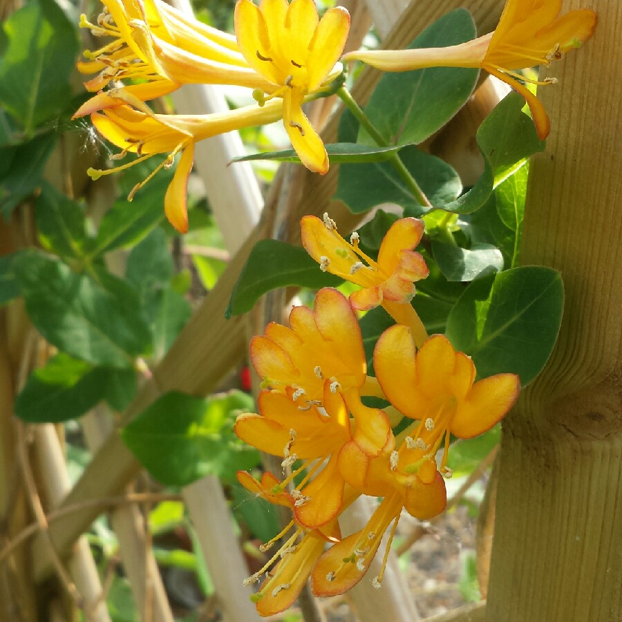 Plant image Lonicera x tellmanniana