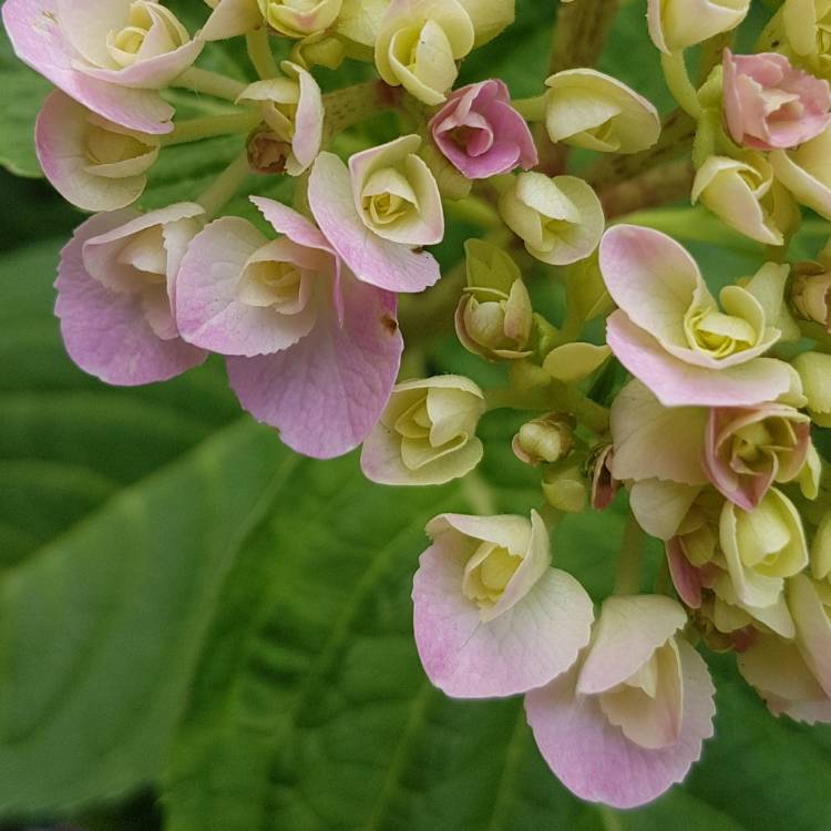 Plant image Hydrangea macrophylla 'Love'