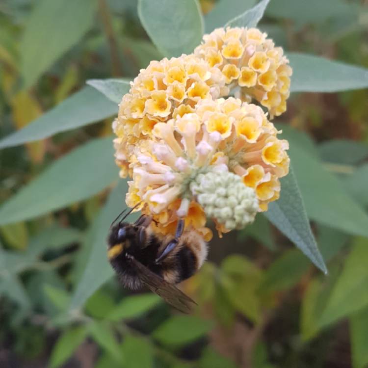 Plant image Buddleja x weyeriana 'Sungold'