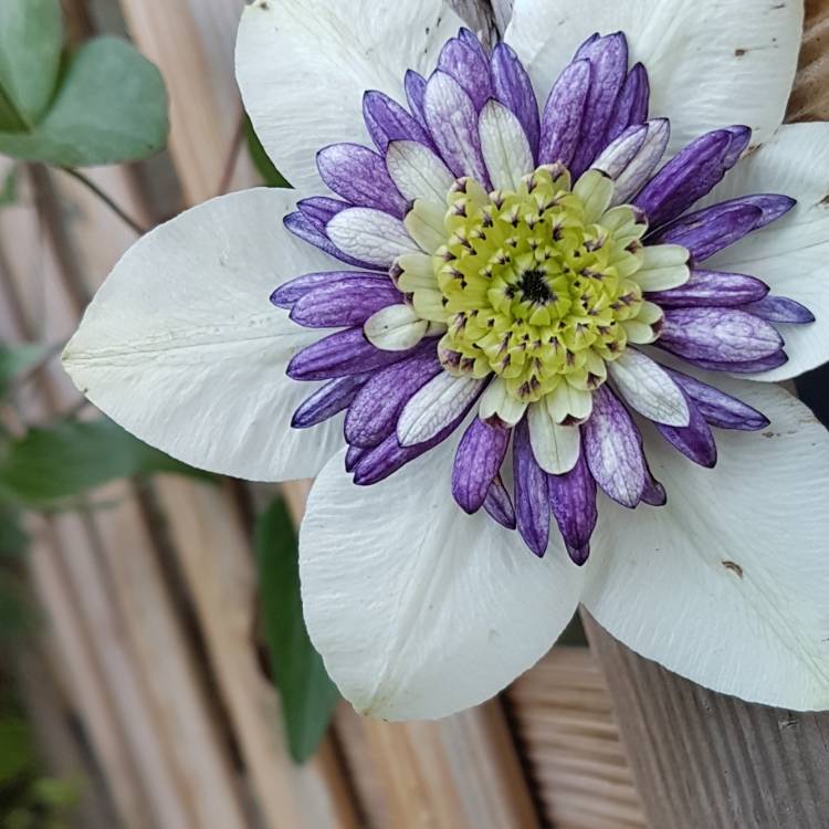 Plant image Clematis 'Viennetta'™ evipo006