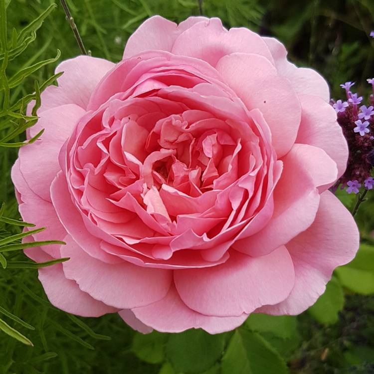 Plant image Rosa 'Ausmerchant' syn. Rosa 'Princess Alexandra of Kent'