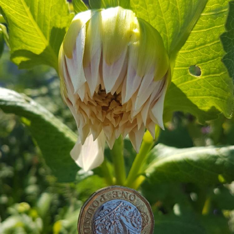 Plant image Dahlia 'Labyrinth'