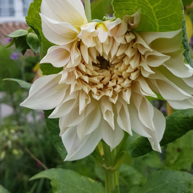 Plant image Dahlia 'Labyrinth'