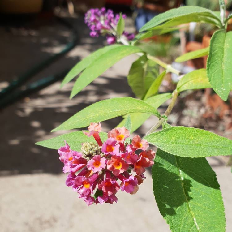 Plant image Buddleja x weyeriana 'Bicolor' syn. Buddleja davidii 'Bicolor', Buddleja x weyeriana 'Flower Power', Buddleja 'Kaleidoscope'