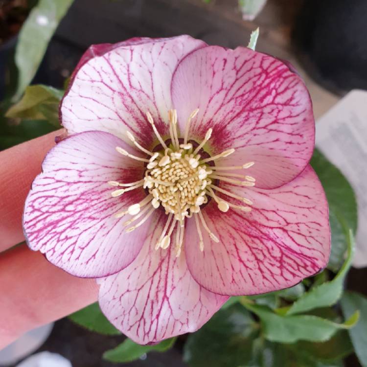 Plant image Helleborus x hybridus 'Harvington Picotee'