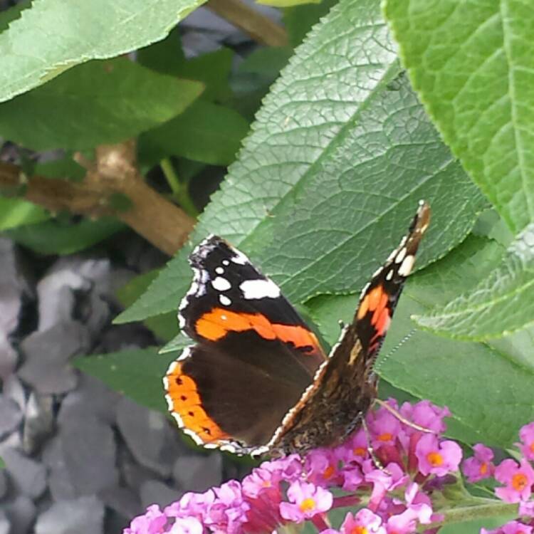 Plant image Buddleja x weyeriana 'Bicolor' syn. Buddleja davidii 'Bicolor', Buddleja x weyeriana 'Flower Power', Buddleja 'Kaleidoscope'