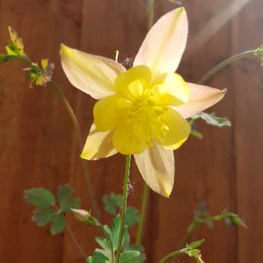 Columbine