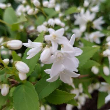 Deutzia