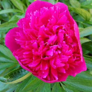 Peony