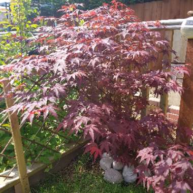 Japanese Maple 'Atropurpureum'