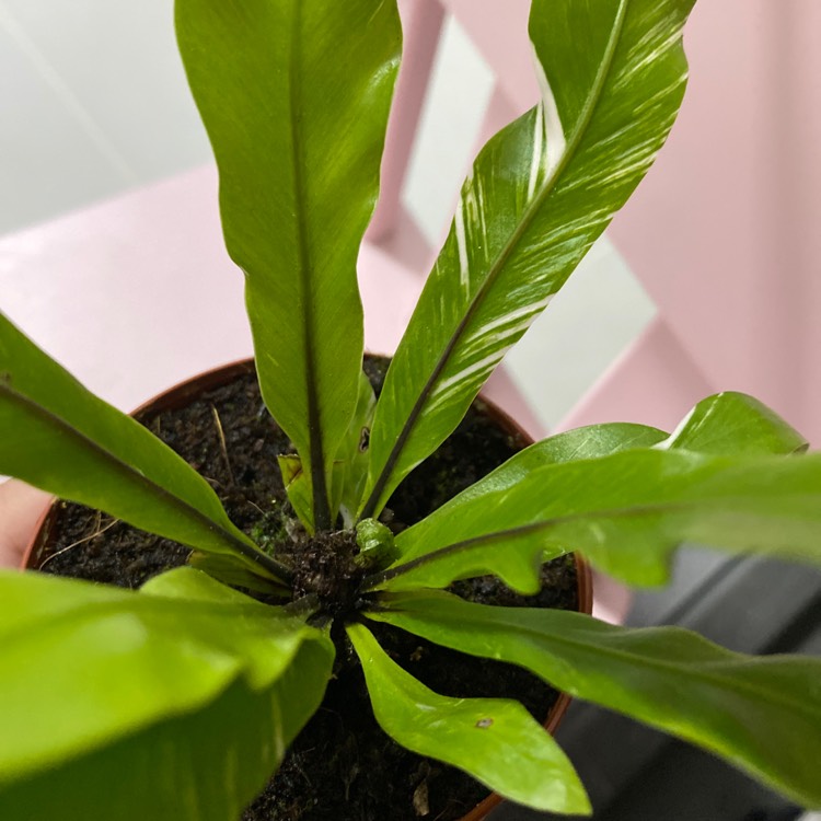 Plant image Asplenium nidus variegated form