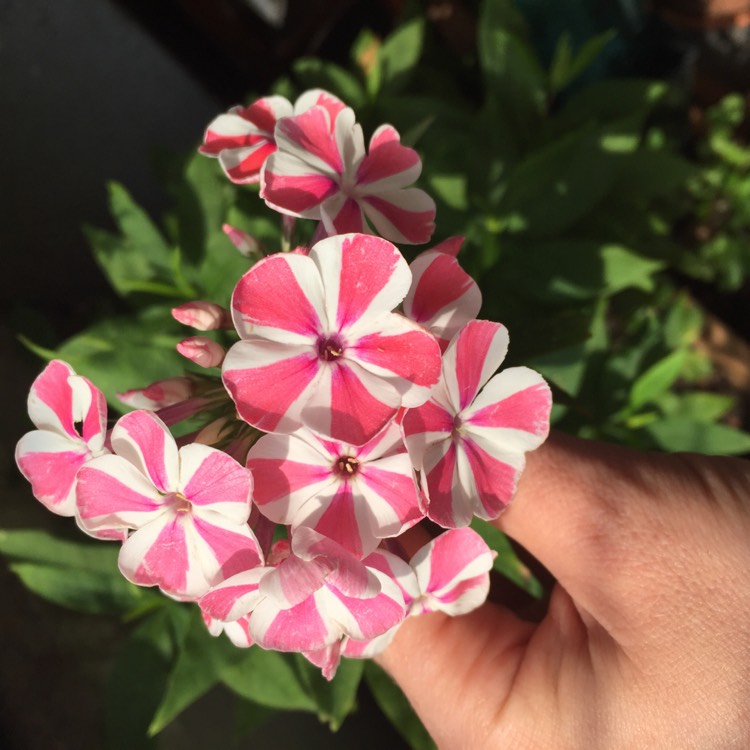 Plant image Phlox maculata 'Natascha'