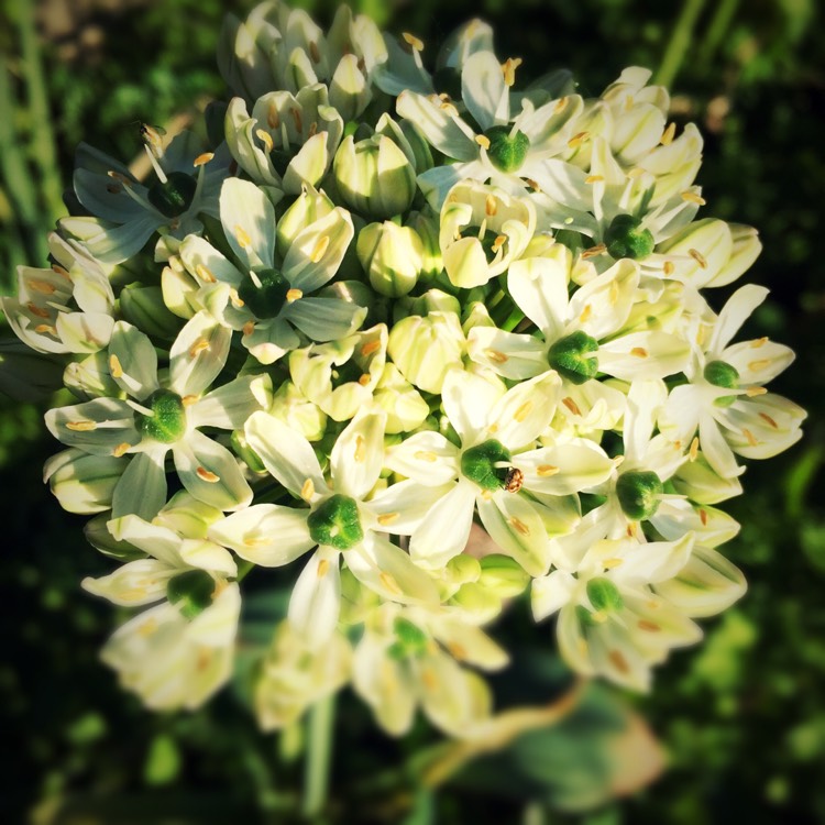 Plant image Allium nigrum syn. Allium multibulbosum, Allium nigrum var. multibulbosum