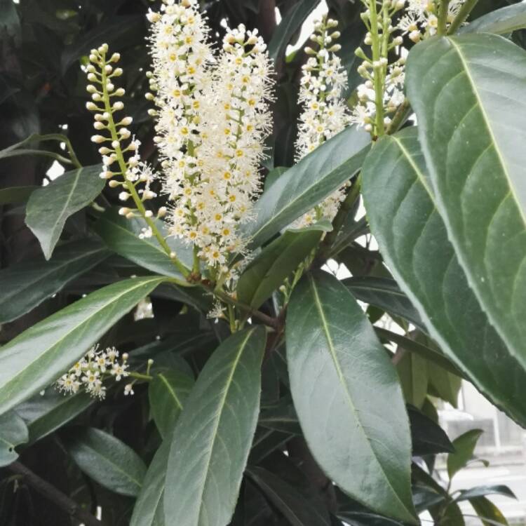 Plant image Prunus laurocerasus