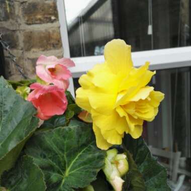 Begonia Double and Fringed 'Samba' (Mix)