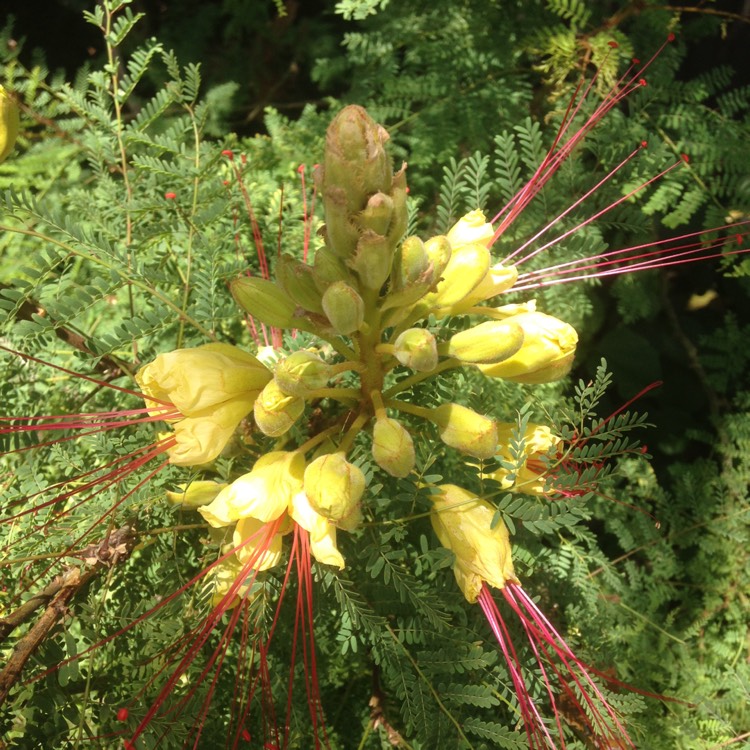 Plant image Erythrostemon gilliesii syn. Caesalpinia gilliesii