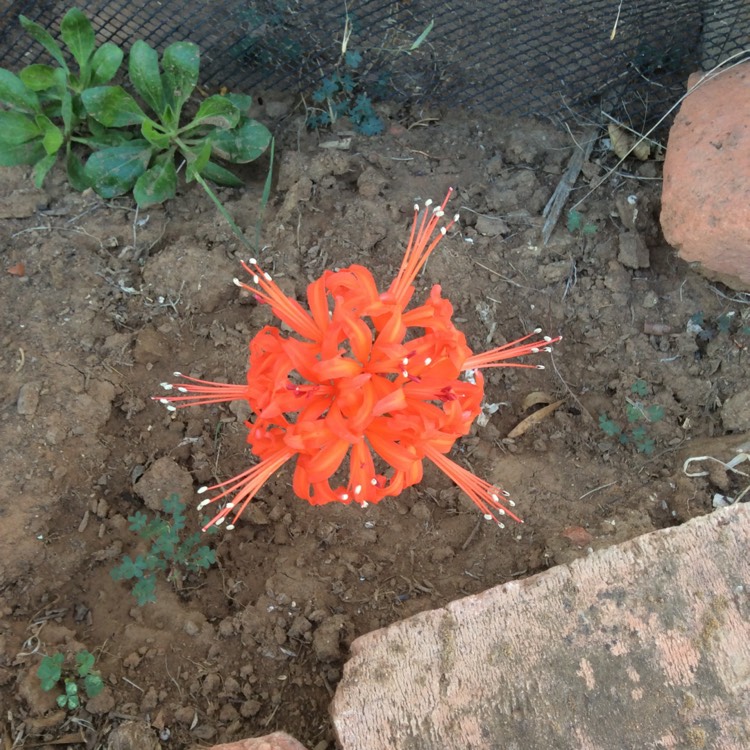 Plant image Nerine 'Winter Cheer'