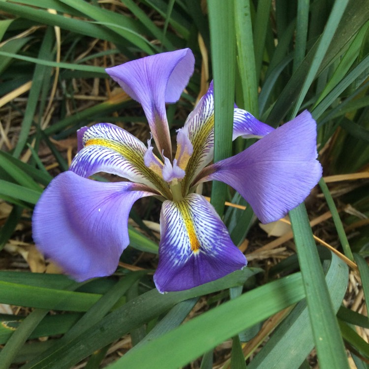 Plant image Iris unguicularis