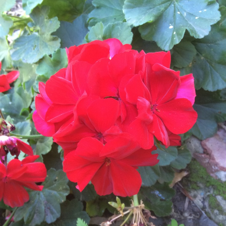 Plant image Pelargonium 'Calliope Big Red' (Calliope Big Series)