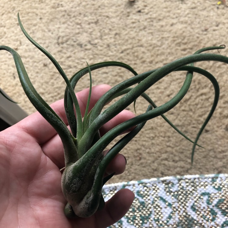 Plant image Tillandsia 'Caput-Medusae XXL'