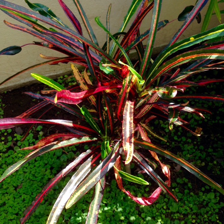 Plant image Codiaeum variegatum 'Zanzibar'