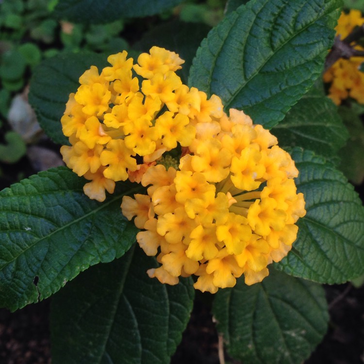 Plant image Lantana camara 'Dwarf yellow'