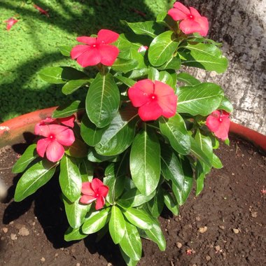 Catharanthus roseus syn. Vinca Rosea 'Grape Cooler'