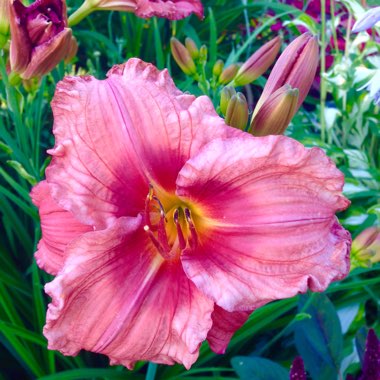 Daylily 'Wineberry Candy'