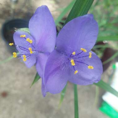 Tradescantia virginiana