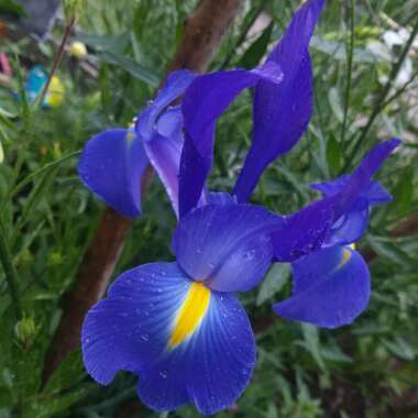 Iris x hollandica 'Blue Magic'