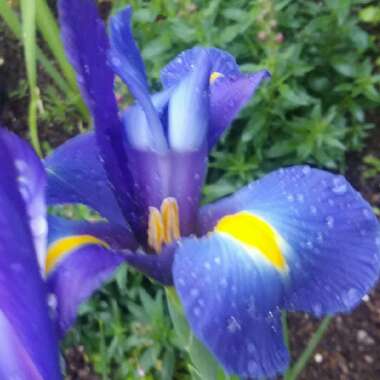 Iris x hollandica 'Blue Magic'