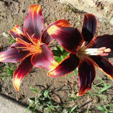 Lilium 'Starlette'