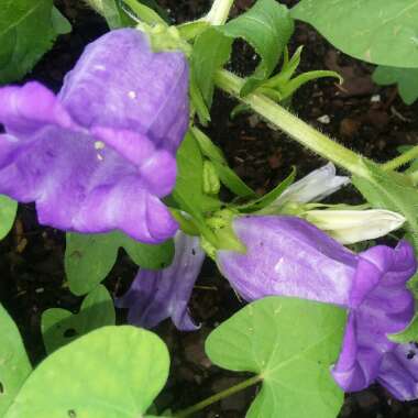 Campanula medium var. calycanthema syn. Campanula medium 'Cup and Saucer'