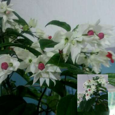 Clerodendrum thomsoniae