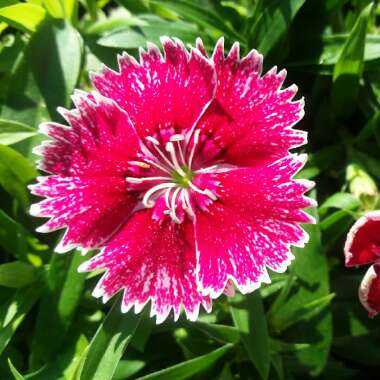 Dianthus chinensis 'White Fire'