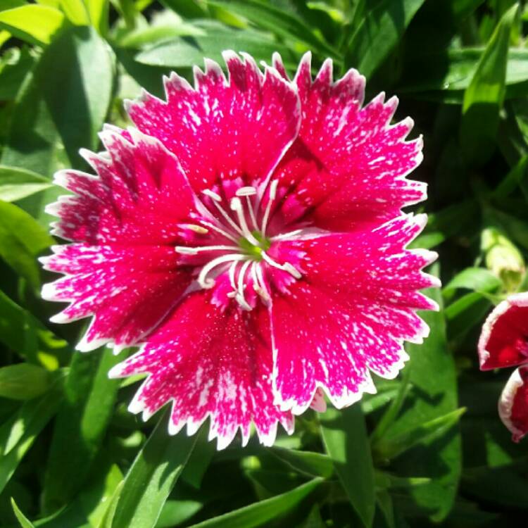 Plant image Dianthus chinensis 'White Fire'