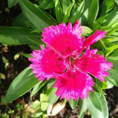 Dianthus barbatus Barbarini™ Red-Rose Bicolor

