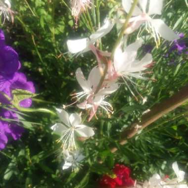 Oenothera lindheimeri 'Whirling Butterflies' syn. Gaura lindheimeri 'Whirling Butterflies'