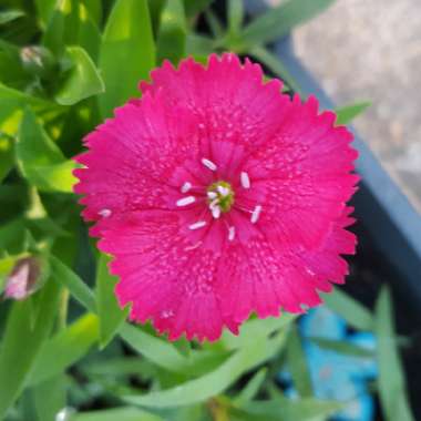 Dianthus deltoides 'Brilliant'